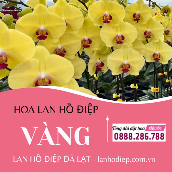Hoa lan hồ điệp vàng