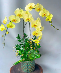 Chậu hoa hồ điệp xanh táo 3 cành mừng sinh nhật