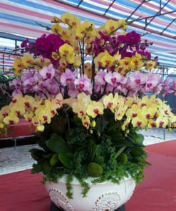 Hướng dẫn cách chăm sóc chậu hoa lan hồ điệp đặt đai sảnh 100 cành