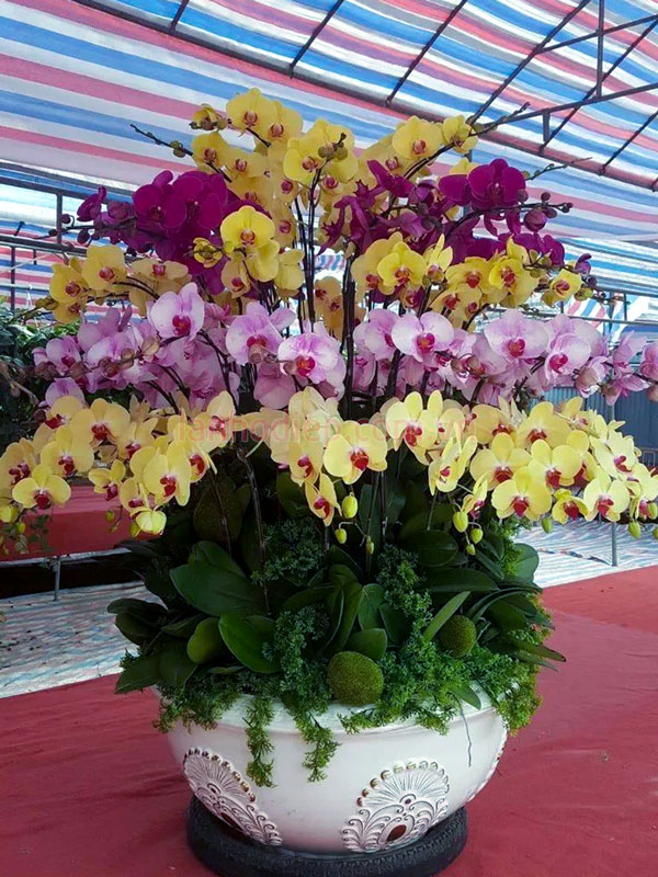 Hướng dẫn cách chăm sóc chậu hoa lan hồ điệp đặt đai sảnh 100 cành