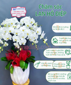 Hướng dẫn chăm sóc hoa lan hồ điệp