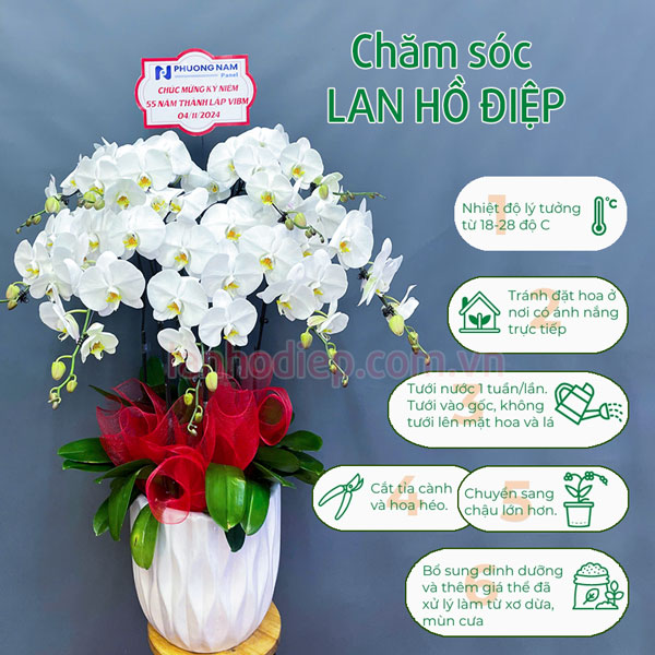 Hướng dẫn chăm sóc hoa lan hồ điệp