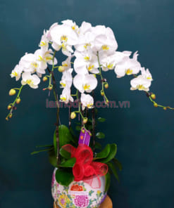 Hướng dẫn chăm sóc chậu lan hồ điệp trắng