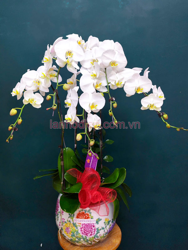 Hướng dẫn chăm sóc chậu lan hồ điệp trắng