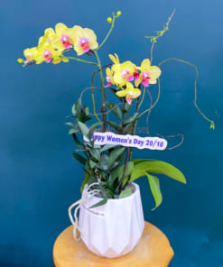 Hướng dẫn chăm sóc chậu lan vàng hồ điệp