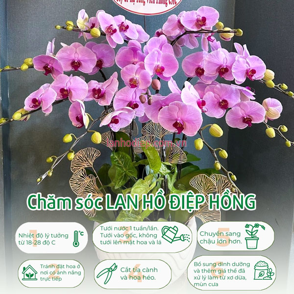 Hướng dẫn cách chăm sóc hoa lan hồ điệp hồng