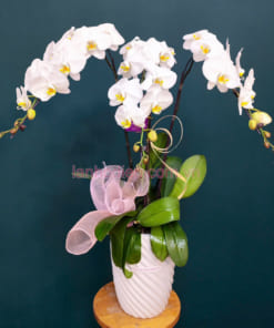 Hướng dẫn chăm sóc hoa lan hồ điệp trắng