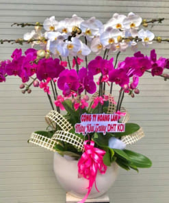 Lan hồ điệp 15 cành trắng tím mừng khai trương