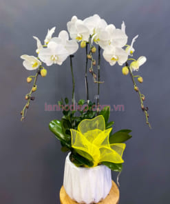 Lan hồ điệp 3 cành trắng trồng chậu