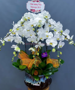 Chậu lan hồ điệp trắng tặng thày cô 9 cành