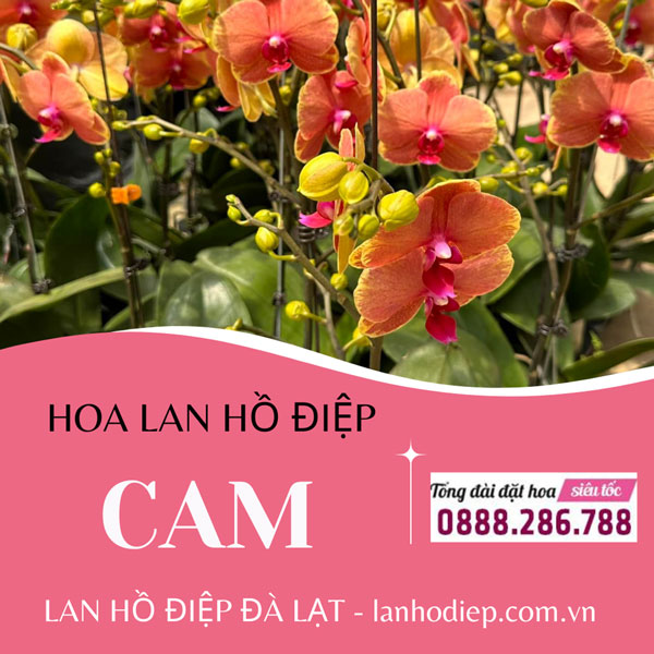 Lan Hồ Điệp Cam