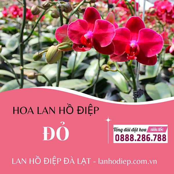 Lan hồ điệp đỏ