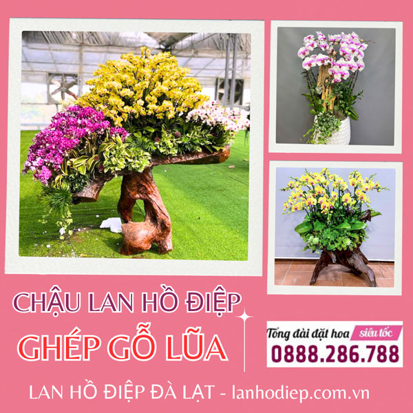 Chậu lan hồ điệp ghép lũa