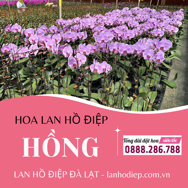 Lan hồ điệp hồng