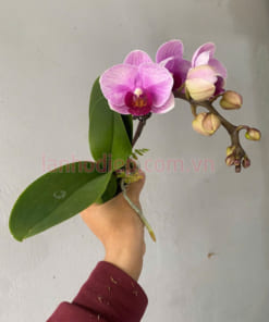 Bầu lan hồ điệp mini hồng 1 ngồng