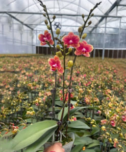 Bầu lan hồ điệp mini cam 3 ngồng