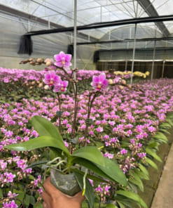 Bầu lan hồ điệp mini hồng 3 ngồng