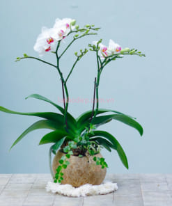 Lan hồ điệp mini trắng trồng chậu gáo dừa