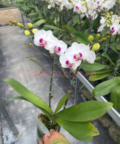 Bầu lan hồ điệp mini trắng 2 ngồng