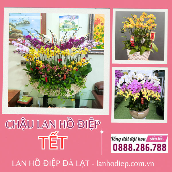 Lan hồ điệp Tết