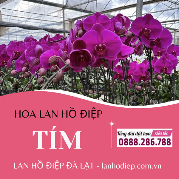 Lan hồ điệp tím