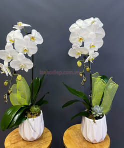 Lan hồ điệp trắng 1 cành trồng chậu