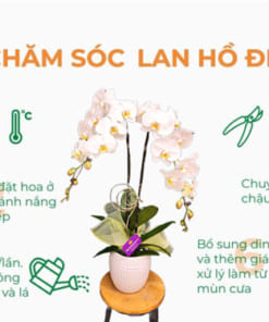 Chăm sóc chậu lan hồ điệp 2 cành