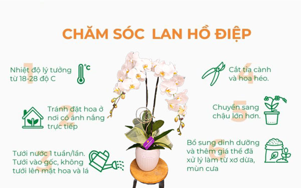 Chăm sóc chậu lan hồ điệp 2 cành