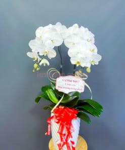 Lan hồ điệp trắng mang đến nhiều may mắn tài lộc