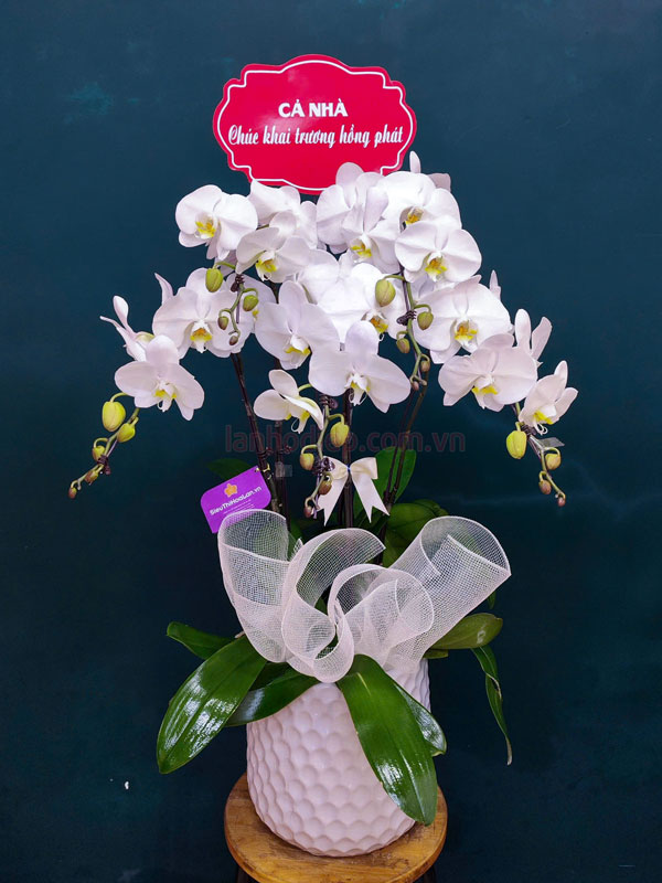 Lan hồ điệp trắng mừng khai trương
