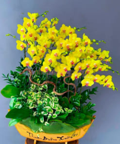 Lan hồ điệp vàng 15 cành ghép thuyền hoa