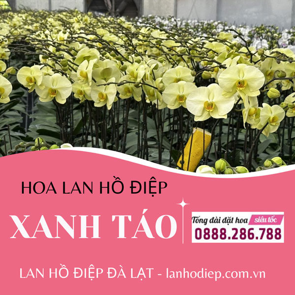 Lan hồ điệp xanh táo