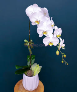 Lan trắng hồ điệp 1 cành trồng chậu