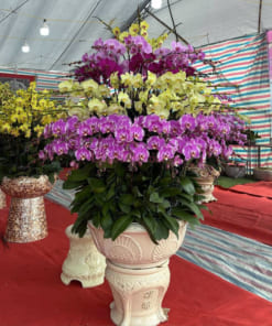 Mẫu chậu hoa lan hồ điệp mix màu đẹp 100 cành
