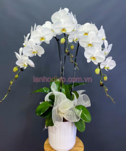 Mẫu chậu lan 3 cành hồ điệp trắng đẹp