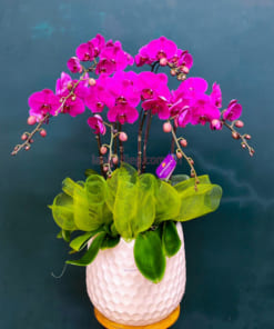 Mẫu chậu hoa lan hồ điệp màu tím 6 cành đẹp