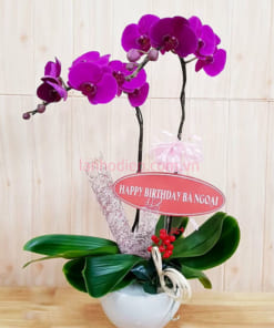 Mẫu hoa hồ điệp tím 2 cành chúc mừng