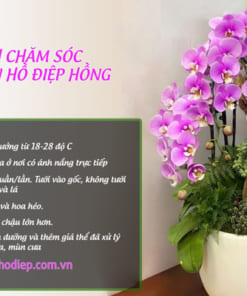 Mẹo chăm sóc hoa lan hồ điệp hồng tươi lâu