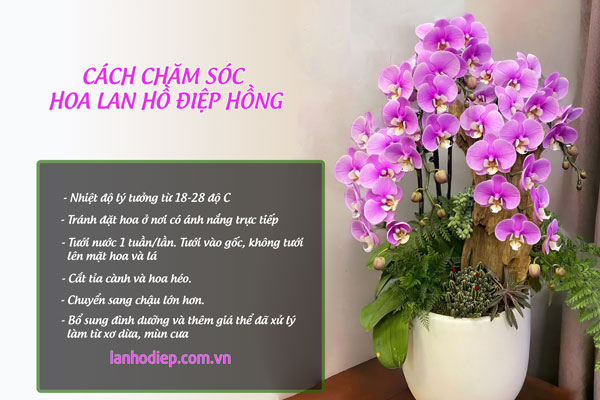 Mẹo chăm sóc hoa lan hồ điệp hồng tươi lâu