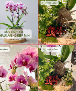 Hướng dẫn cách chăm sóc chậu tiểu hồ điệp để bàn