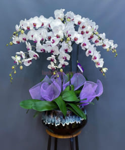 Mẹo chăm sóc hoa lan hồ điệp trồng chậu