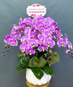 Nơi bán chậu hoa lan 7 cành hồng đẹp tại Hà Nội