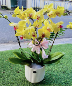 Nơi bán hoa hồ điệp 4 cành vàng đẹp