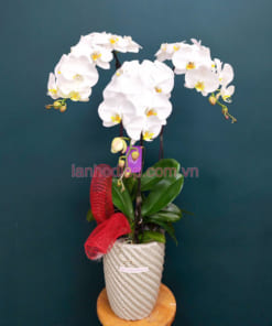 Nơi bán hoa lan hồ điệp 3 vòi trắng đẹp