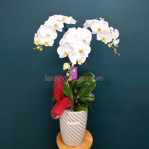Nơi bán hoa lan hồ điệp 3 vòi trắng đẹp