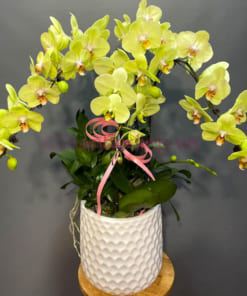 Nơi bán hoa lan hồ điệp xanh táo đẹp, giá rẻ tại Hà Nội