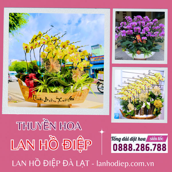 Hoa lan hồ điệp ghép thuyền