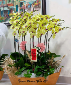 Thuyền hoa lan hồ điệp vàng chúc tết 15 cành