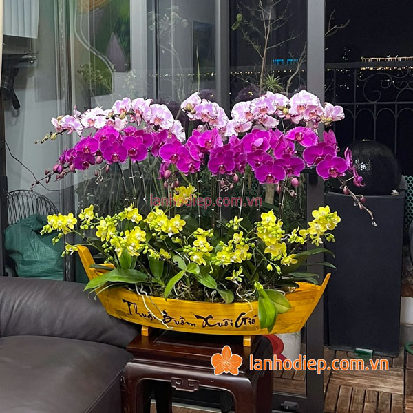 Thuyền lan hồ điệp tam sắc đẹp