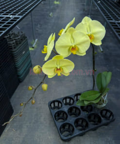 Vòi lan hồ điệp xanh táo hàng chuẩn loại a